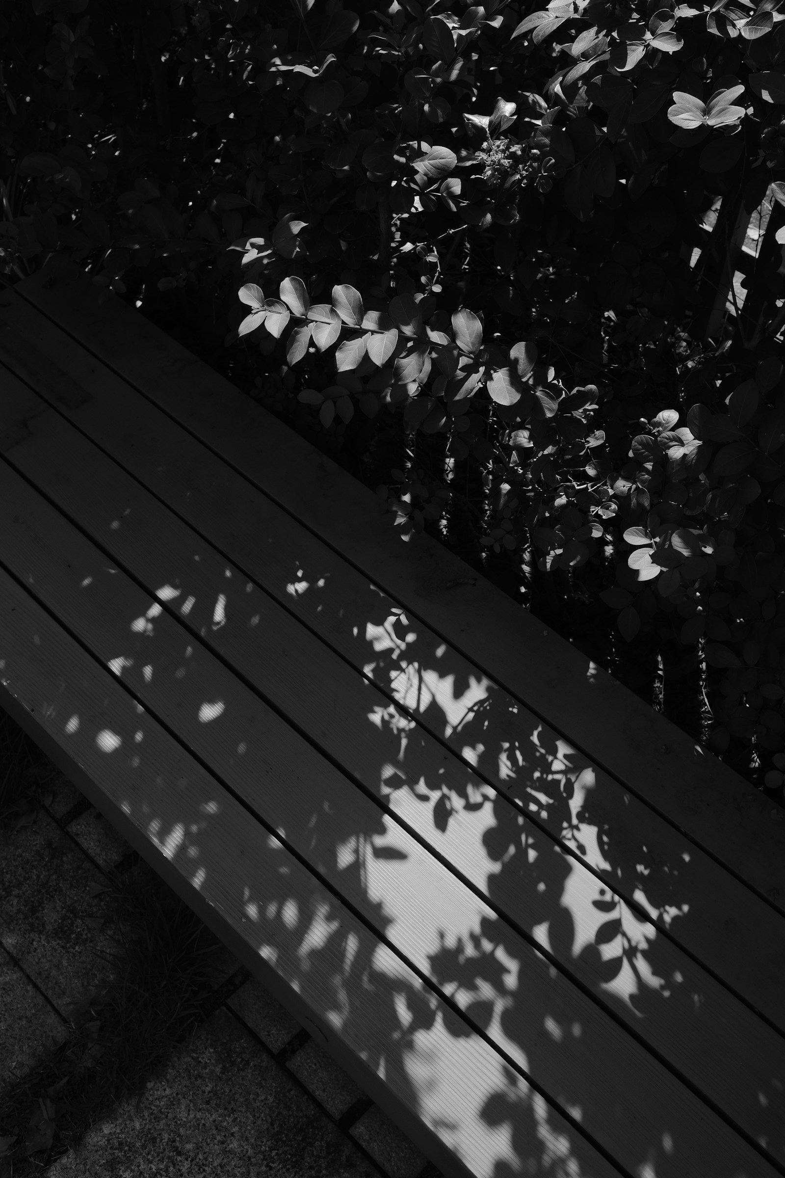 Leaf shadows falling across the slats of a wooden bench.