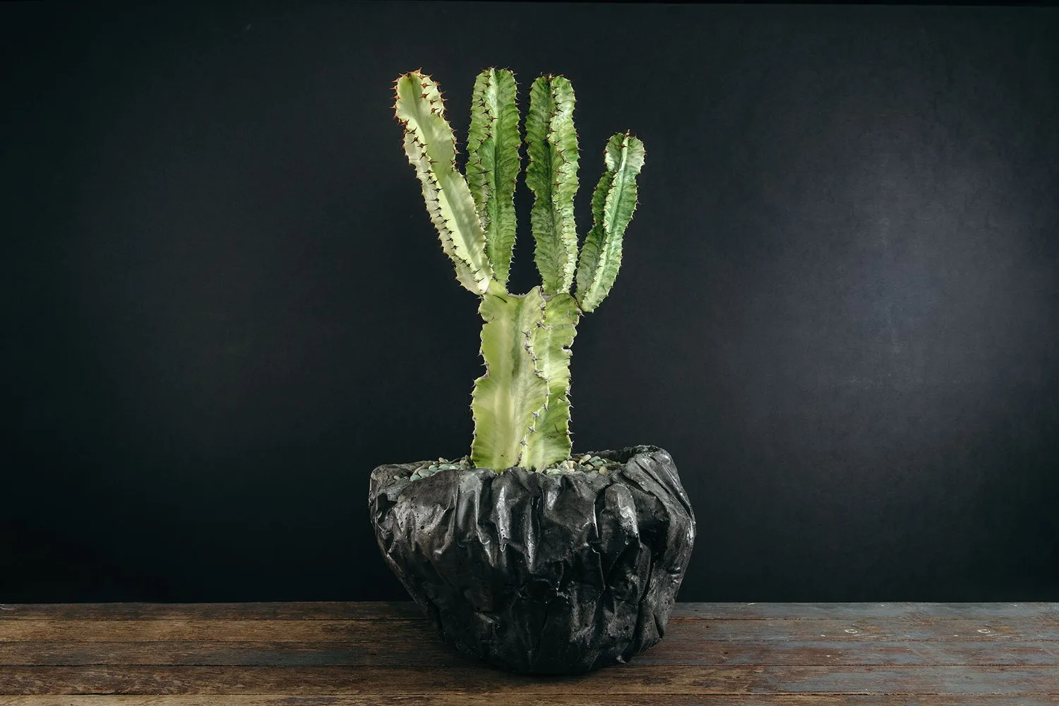 A branching cactus in a low, rough-surfaced vessel.