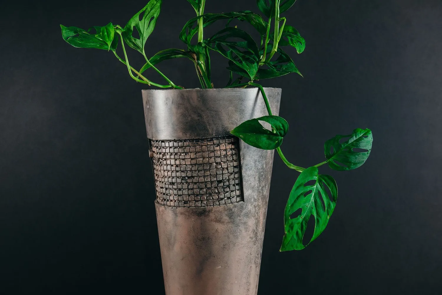 A leafy plant in a tall sculptural container.