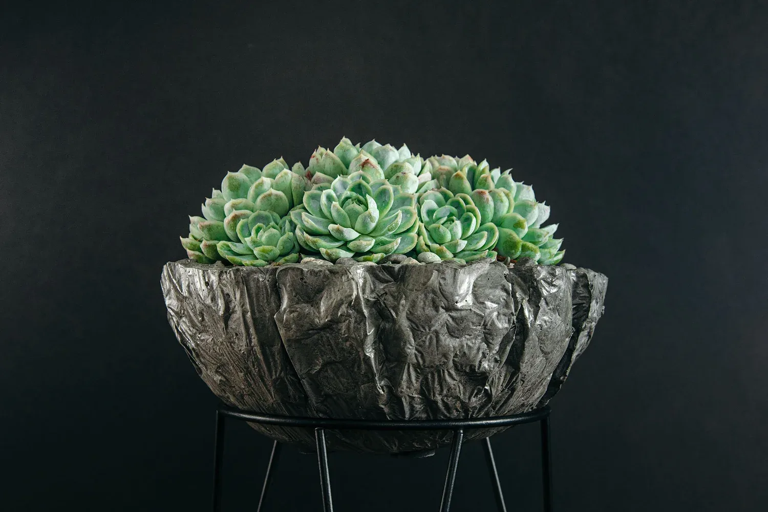 A spreading succulent above a rounded vessel.