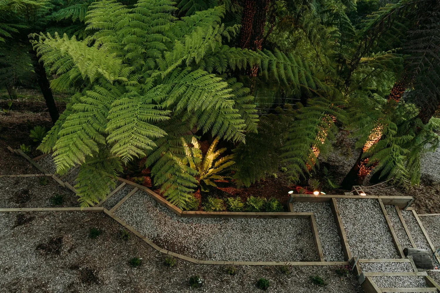 Tree ferns beside a path and dark building surfaces.