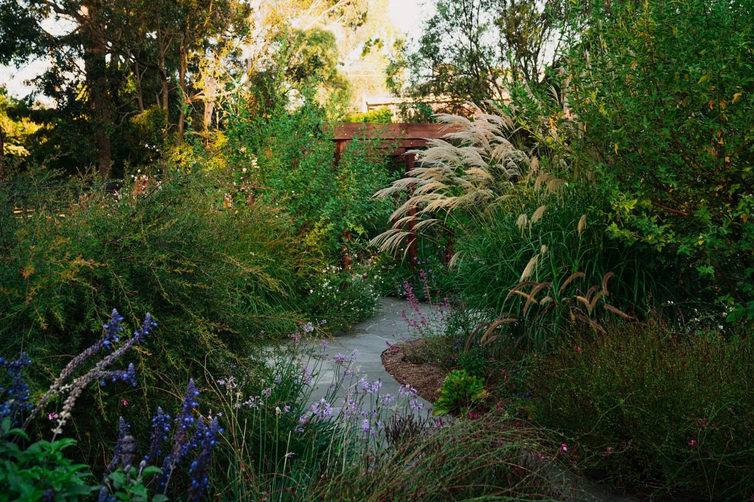 A pale path curves through dense green planting.