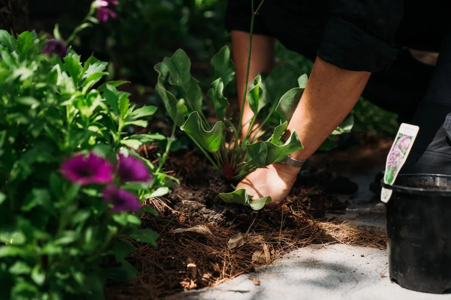 Hands tending plants close to the ground.