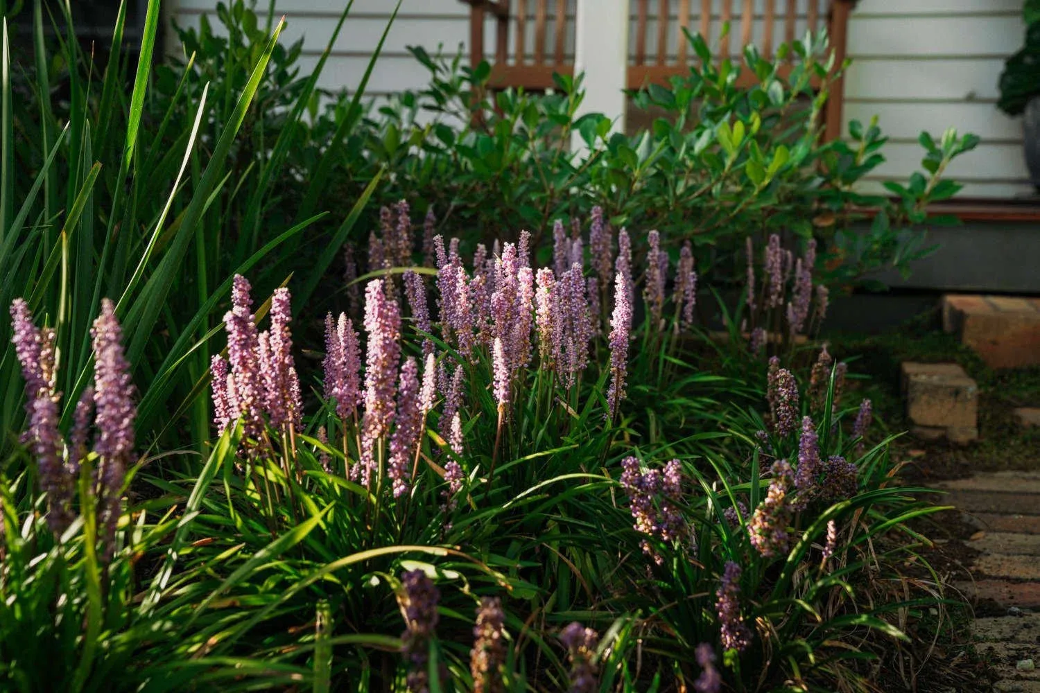 Pink flower spikes rise among green planting.
